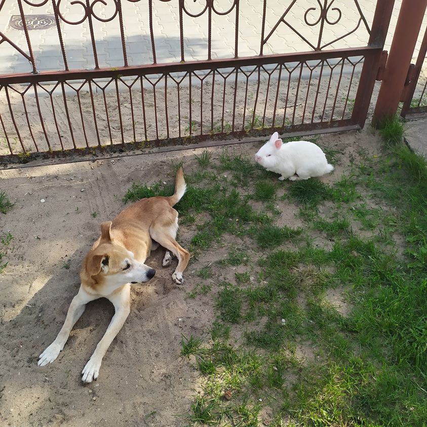 61126681 425202431652538 7561266590050680832 o 425202428319205