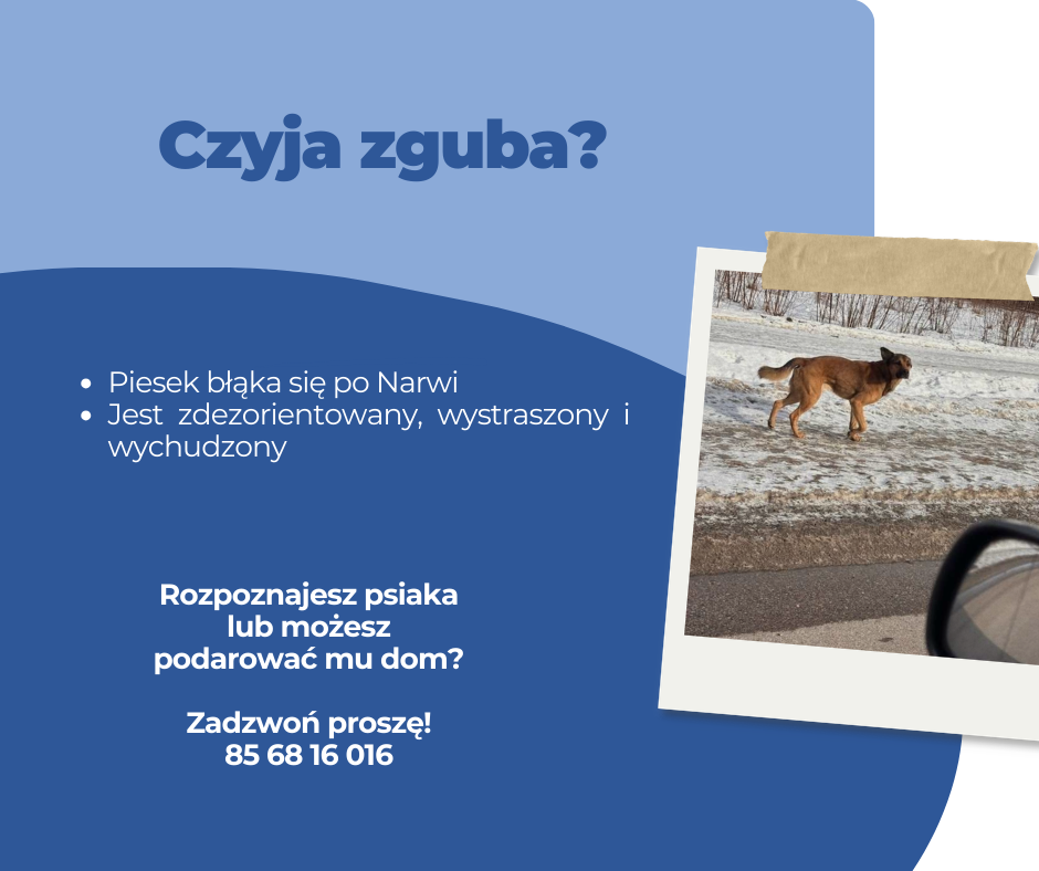 Niebieski Nowoczesny Adopcja Psa Post Facebook 8 1